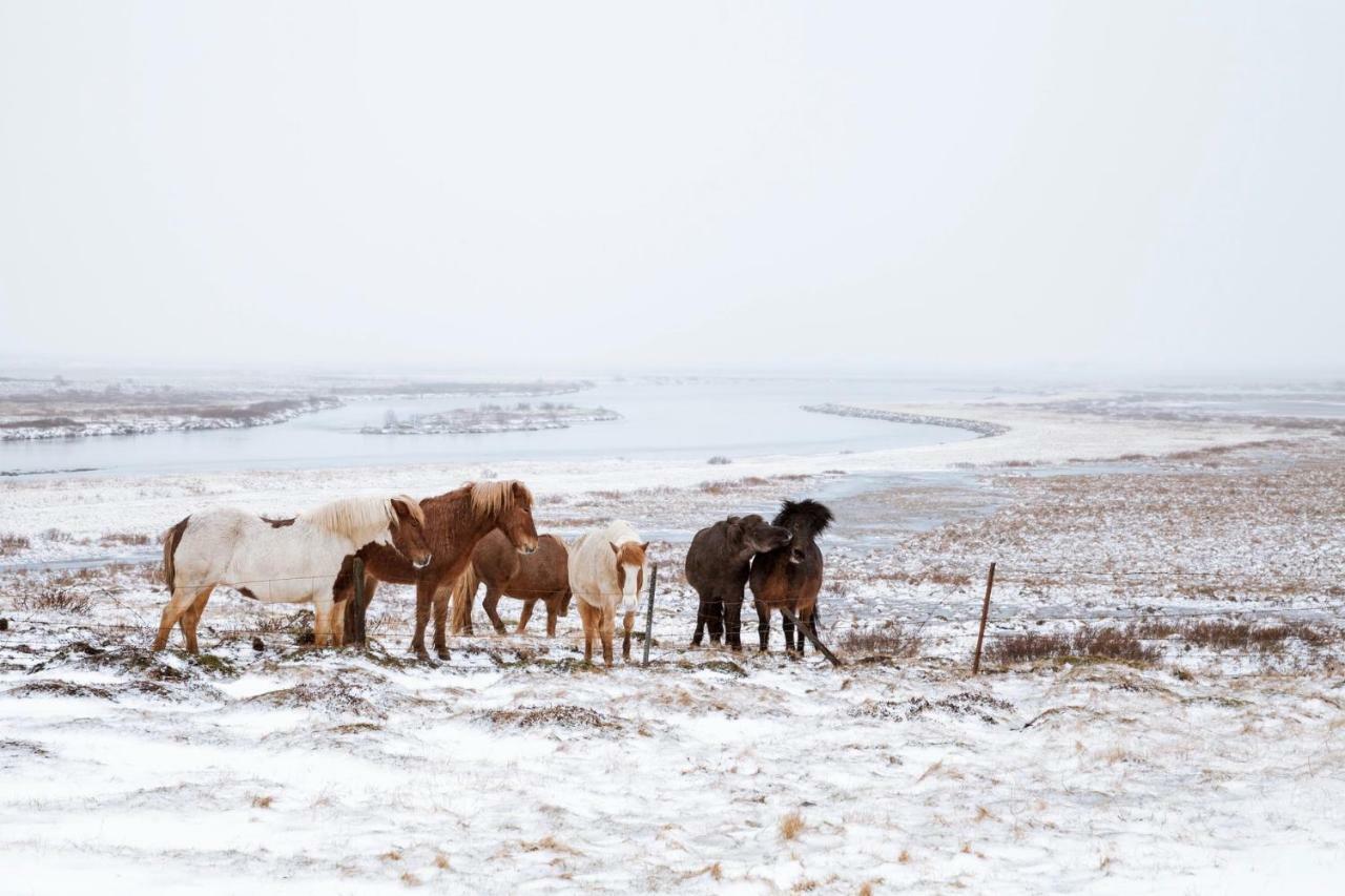 Experience Beautiful Iceland Ólafsvík Dış mekan fotoğraf